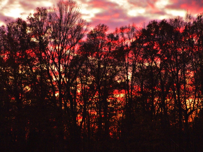DSC04682 Sunset Through Trees